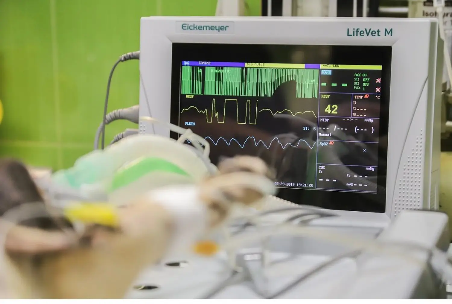 Tierarzt Bückeburg, Tierarztpraxis Röcke , Nordring , Diagnostik , Zahnmedizin, Tierarzt Bückeburg Röcke , Innere Medizin, Vorsorge, Modernes Anästhesiemanagment