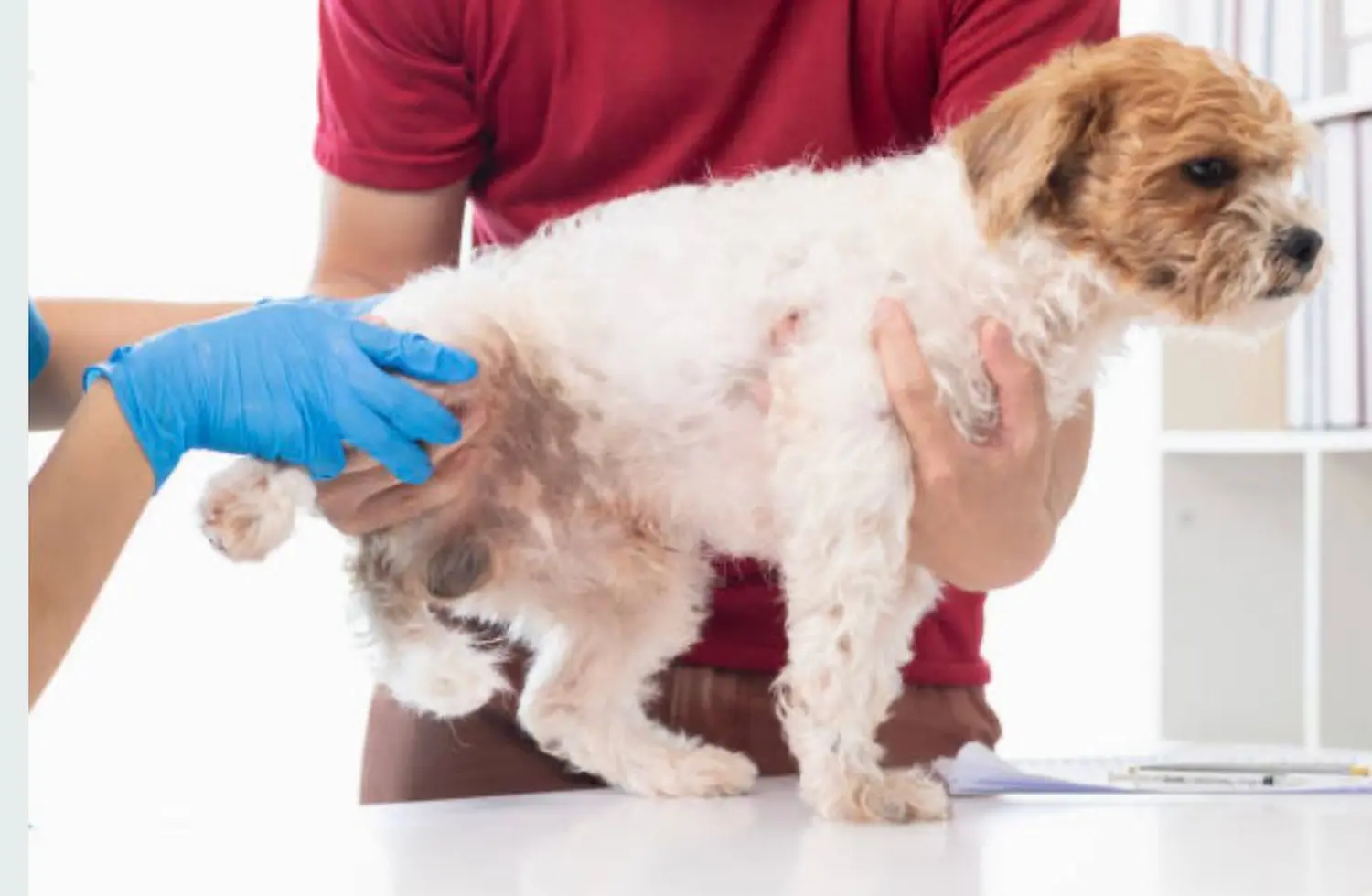 Tierarzt Bückeburg, Tierarztpraxis Röcke , Nordring , Diagnostik , Zahnmedizin, Tierarzt Bückeburg Röcke , Innere Medizin, Vorsorge, Lahmheitsdiagnostik