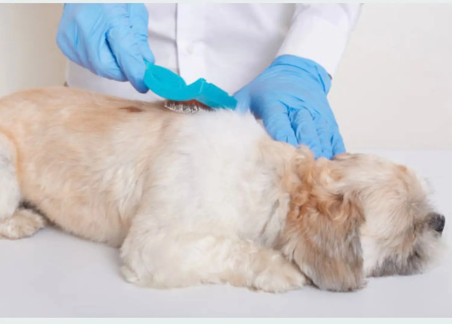 Tierarzt Bückeburg, Tierarztpraxis Röcke , Nordring , Diagnostik , Zahnmedizin, Tierarzt Bückeburg Röcke , Innere Medizin, Vorsorge, Dermatologie