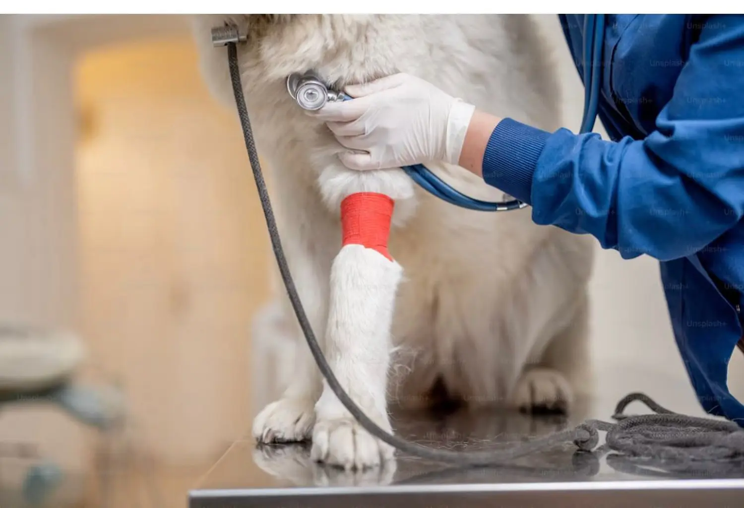 Tierarzt Bückeburg, Tierarztpraxis Röcke , Nordring , Diagnostik , Zahnmedizin, Tierarzt Bückeburg Röcke , Innere Medizin, Vorsorge, Diagnostik