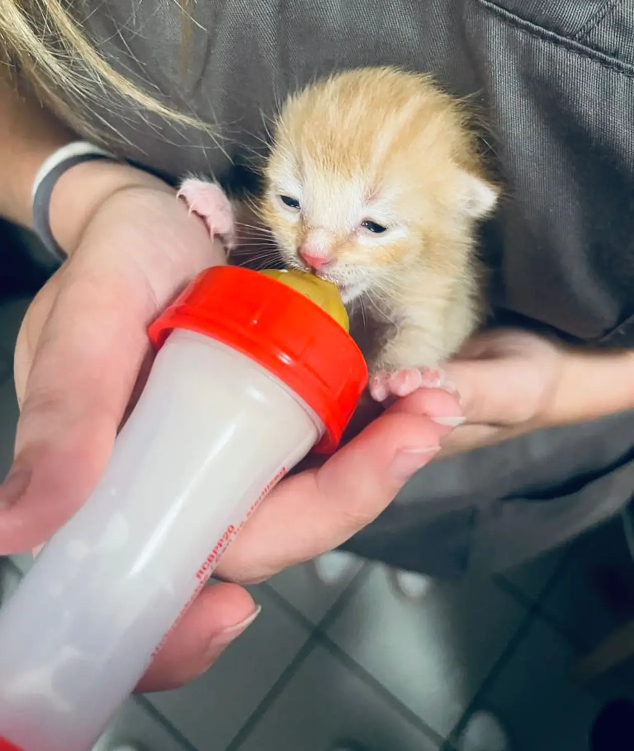 Tierarzt Bückeburg, Tierarztpraxis Röcke , Nordring , Diagnostik , Zahnmedizin, Tierarzt Bückeburg Röcke , Innere Medizin, Vorsorge, Trächtigkeitsbegleitung